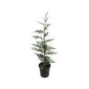 200mm Leighton Green - Cupressocyparis leylandii