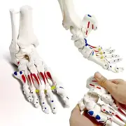 Foot Skeleton Model On Elastic, W/Tibia-Fibula Stump Strung Elastic Bungee Mu...