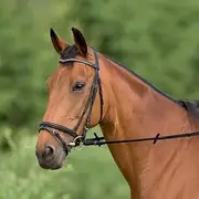 Excelsior Bridle"V"
