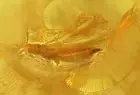 Thrips Thysanoptera Ant Hymenoptera More Fossil inclusions Baltic amber #10222