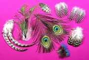 Fly Tying Feathers Pairs Peacock Guinea Rooster Feathers - FREE Shipping