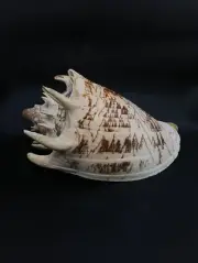 Voluta imperialis sea shell. Crowned Volute 8.5". Collectors beach #12423