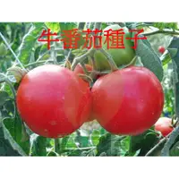 在飛比找蝦皮購物優惠-牛番茄種子全紅大果植株高性不停心型果實扁球型果肩淡綠色豐產果