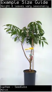 Buy Lychee Seedless Fruit Trees - Litchi chinensis