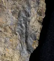 Extremely rare Silurian Earth's oldest know Liverwort Hepaticophyta fossil plant