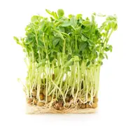 Snowpeas - Kaspa Dunn seeds (Sprout)