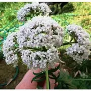 VALERIAN seeds