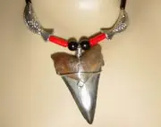 Augustiden Shark Tooth 2.30 " Necklace