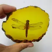 Natural Beautiful Amber Dragonfly Fossil Insects Manual Polishing