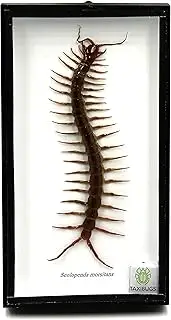 TAXIBUGS Real Centipede Millipede Scolopendra MORSITANS Taxidermy Insect in Shadow Boxes Wooden Frame (Black Wooden Box)