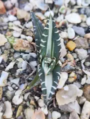 1/3/5pcs Plant Agave titanota FO076 White mediopicta Variegated Random Boutique