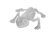 Mirabella Skeleton Frog Glow In The Dark each