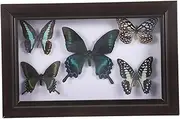 SOLUSTRE Butterfly Specimen Wall Art Frame Craftsmanship for Home Decor Party Education