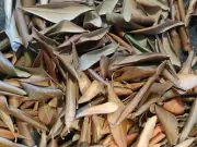 6 ONZAS HOJAS DE OLIVO SECAS DRY OLIVE LEAVES TEA-INFUSION