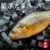 在飛比找蝦皮購物優惠-🐉鮮龍水產🐉 大黃魚/黃花魚/黃魚/現撈 新鮮