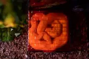 reptile hide box