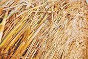 Mats Avenue Multi Purpose Natural Organic Grass for pet Birds and Animals as Natural Bed and Chewing Toy,Mushroom Cultivation and Mulching for Indoor Sophisticated Plants 175GRAMS
