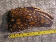 Intact Lef wing of a Golden Wyandote chicken-Pagan, New Age, Native (#I393)