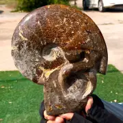 2.25LB Rare! Natural Tentacle Ammonite FossilSpecimen Shell Healing Madagascar
