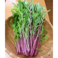 在飛比找蝦皮購物優惠-貝蘿香草花園 精選種子  京水菜 紫色京水菜