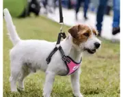 EXPAWLORER Soft Mesh Dog Harness with Matching Leash• MEDIUM • PINK