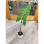 植間森林-ALOCASIA ZEBRINA ''RETICULATA'' 網紋斑馬觀音蓮