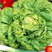 Lettuce All Year Round 50 Seeds