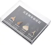 CHILDWEET 1 Box Classroom Teaching Skeleton Paleontology Meteorite and Decorations Desktop Ornament Figurines Irregular Stones Props Teaching Tool Digging Kit Real Sample
