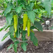 Capsicum - Sweet Banana seeds