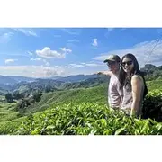 Save 20.00%! Cameron Highland Best Day Tour from Ipoh with Lunch ( Day Trip)