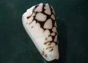 Conus Marmoreus 65 mm F+++ ONE of A kind patterned Cone WOW!!!