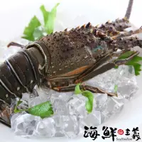 在飛比找momo購物網優惠-【海鮮主義】極鮮生凍青龍蝦(2隻/組;每隻300g-凍)