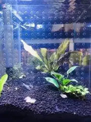 Aquarium Isolation Board with Suction Cups Tank Acrylic Divider for 5.5 Gallon