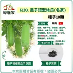 【綠藝家】G103.黑子短型絲瓜(名家)種子 10顆