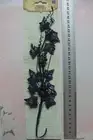 HOL LTS GLITTER SPRAY - BLACK - 30cm Stem with Berries & LEAVES PRIMA QBM