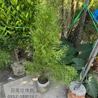 在飛比找蝦皮購物優惠-田尾玫瑰園 l 專車配送_台灣肖楠、肖楠柏【8吋美植袋 高度