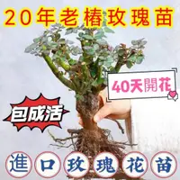 在飛比找蝦皮商城精選優惠-🔥✨蝦皮熱銷【開發票】收據【十年老樁玫瑰花苗】單頭玫瑰種根 