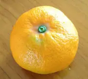 Mandarin Clauselliana (Satsuma) Tree - Citrus reticulata