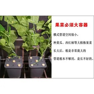 熱銷新品 【店長推薦】食品級材料 陽臺無土栽培花盆 水培果菜番茄西瓜瓜果類靜水耕設備種植桶箱 水培桶