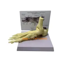 在飛比找Yahoo!奇摩拍賣優惠-模型自然大腳關節帶肌鍵韌帶神經模型骷髏骨骼人骨人體掌骨教具廠