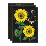 3x Cavallini Paper Poster Prints/Gift Wrap Wall Art Decor 50x70cm Sunflower