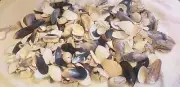 3 lb Pounds Sea Shells And Tumbled Shell Parts