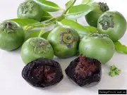 Black Sapote Bernicker Tree - Diospyros digyna