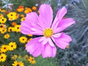 COSMOS 'Seashells Mix' seeds