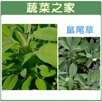 在飛比找樂天市場購物網優惠-【蔬菜之家】K16.鼠尾草種子(共有2種包裝可選)