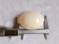 在飛比找Yahoo!奇摩拍賣優惠-非常稀少的白色的黃金寶螺8.9公分