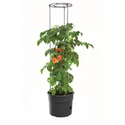 Maze Tomato Grower Planter 400