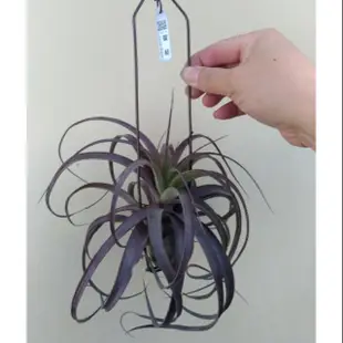 小原多肉.愛結.愛情結..空氣鳳梨.Tillandsia Love Knot.卡比他他*電捲燙