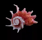 Sea shell - Angaria poppei 46mm