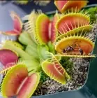 100 Muscipula Giant Venus Fly Trap Bonsai Insectivorous Garden Plant seeds